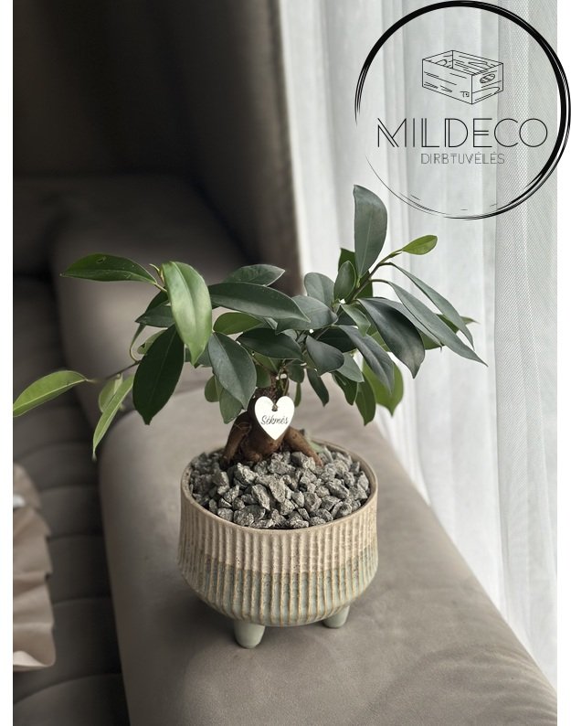   Vazonas su augalu ir graviruotu riešutu "Sėkmės"