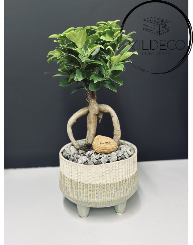 Vazonas su augalu ir graviruotu riešutu "Laimės" 1