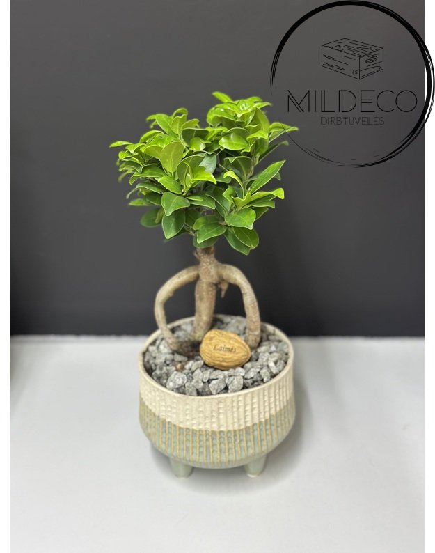 Vazonas su augalu ir graviruotu riešutu "Laimės"