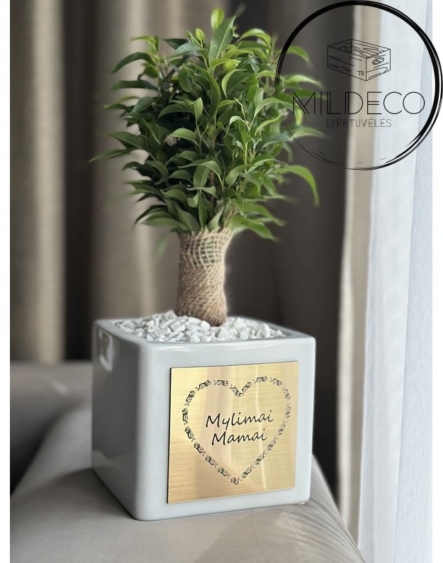 Dovana Mamai vazonas su augalu