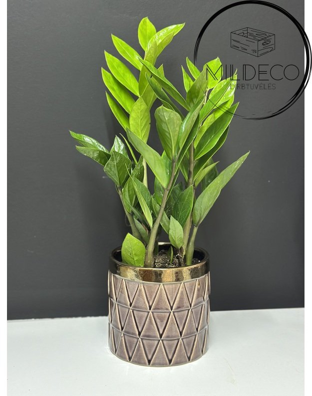 Vazonas su "Pinigų medžiu"