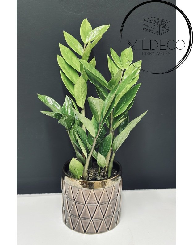 Vazonas su "Pinigų medžiu" 1