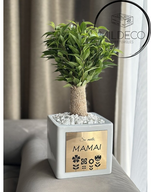 Dovana Mamai vazonas su augalu 3