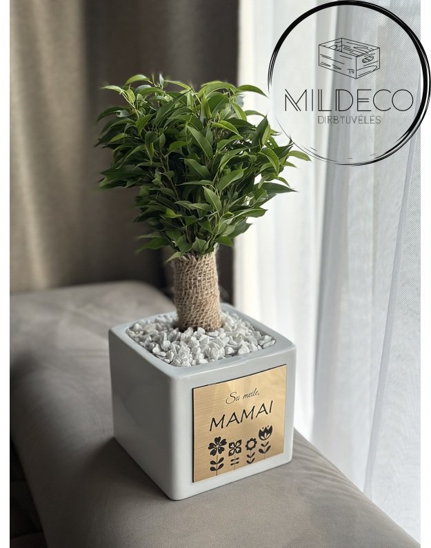 Dovana Mamai vazonas su augalu 1