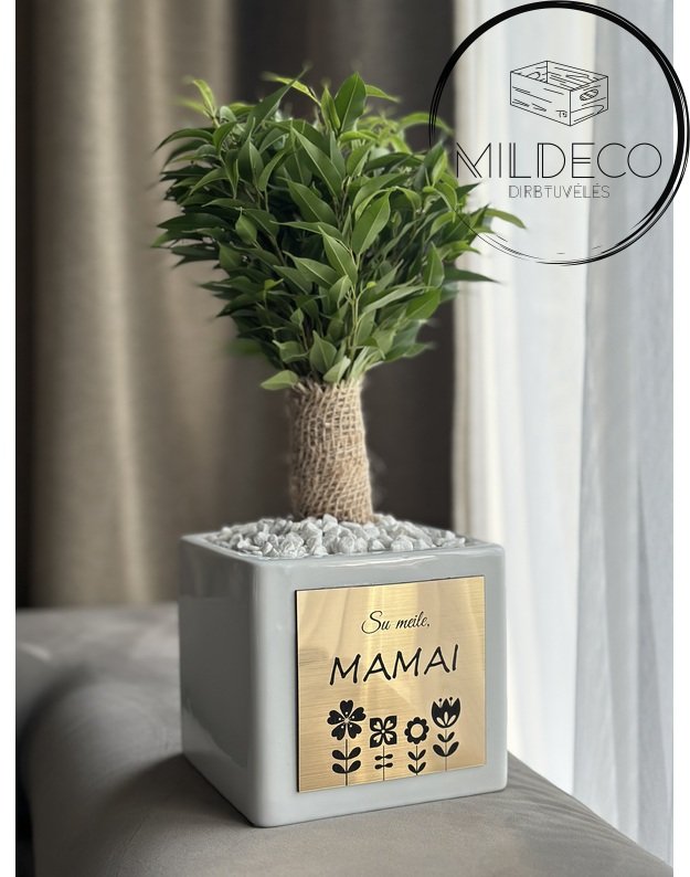Dovana Mamai vazonas su augalu