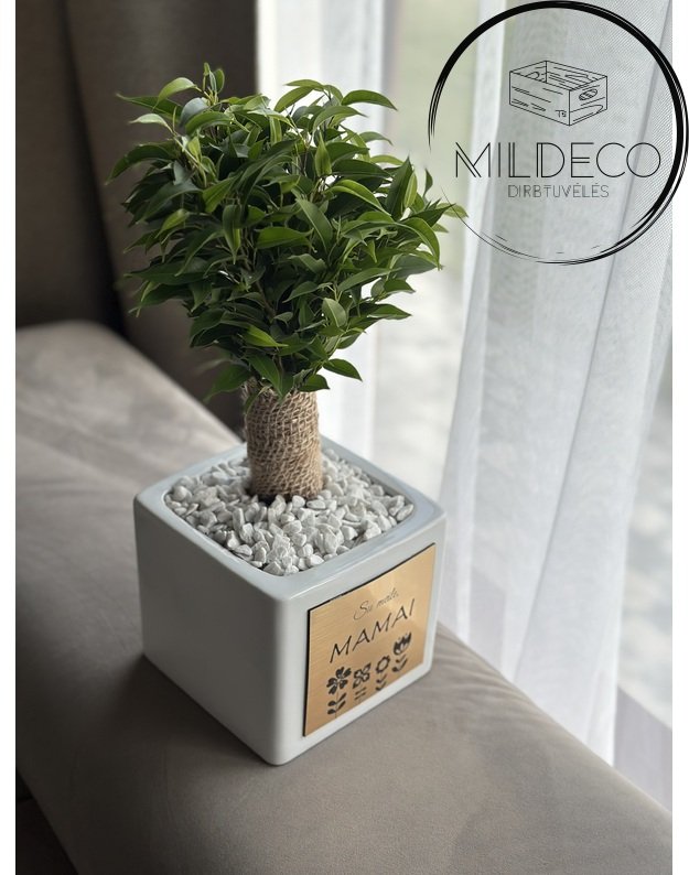 Dovana Mamai vazonas su augalu 2