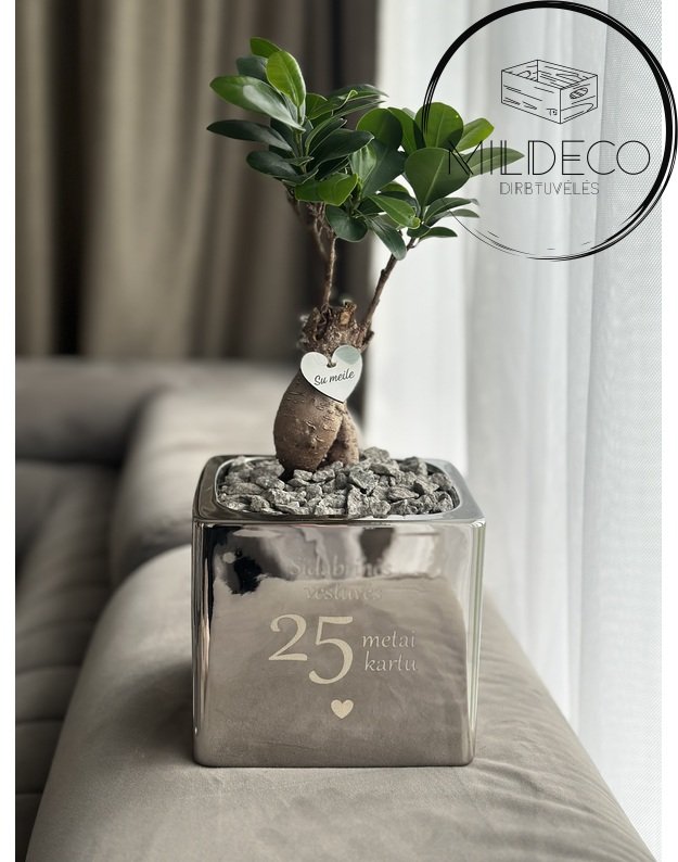 Vazonas sidabrinių vestuvių proga su augalu