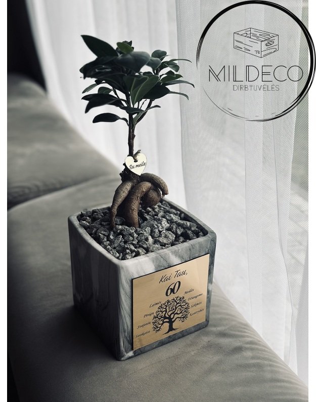 Vazonas 60 metu su augalu  1