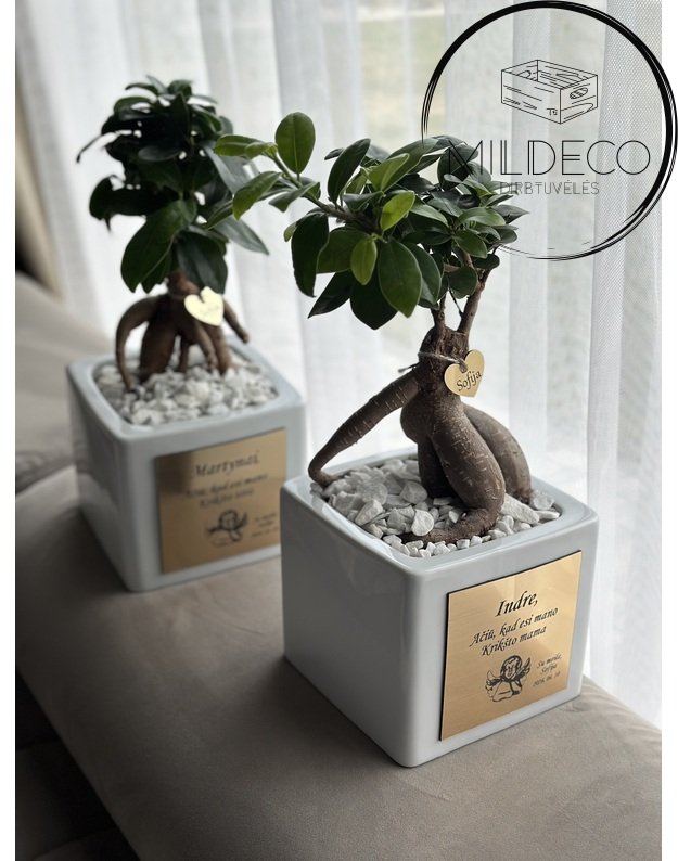 Dovana krikšto tėvams "Graviruoti vazonai su medeliais" 2