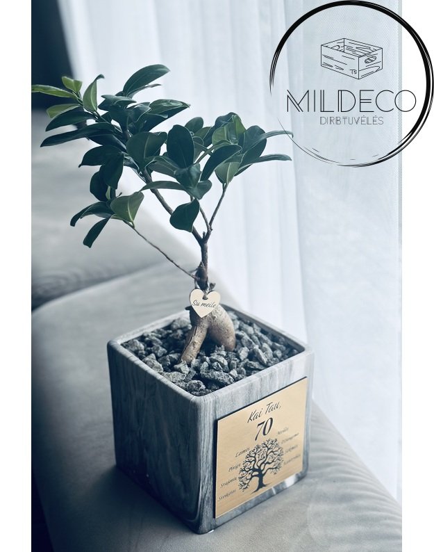 Vazonas 70 metų proga su augalu(medeliu)