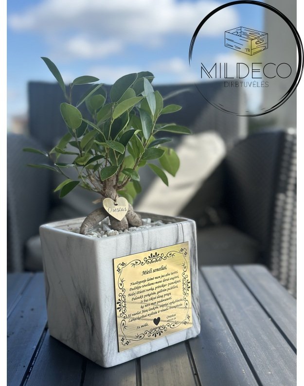 Vazonas  SENELIAMS su medeliu