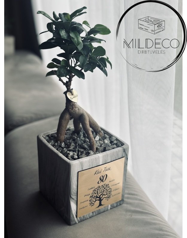 Vazonas 80 metų proga su augalu