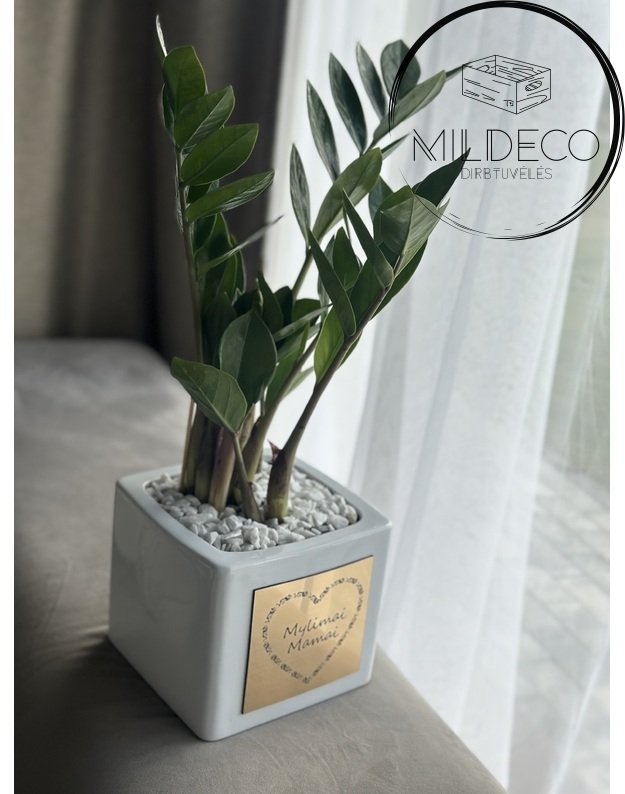 Vazonas  MYLIMAI MAMAI 2