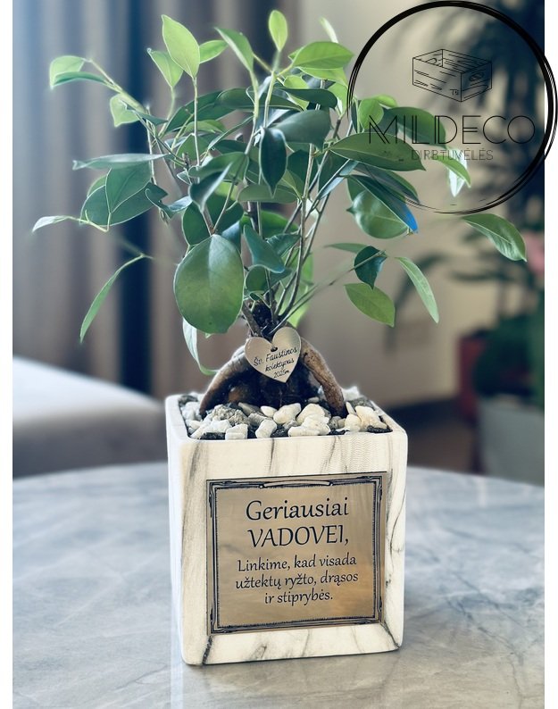 Vazonas VADOVEI GERIAUSIAI