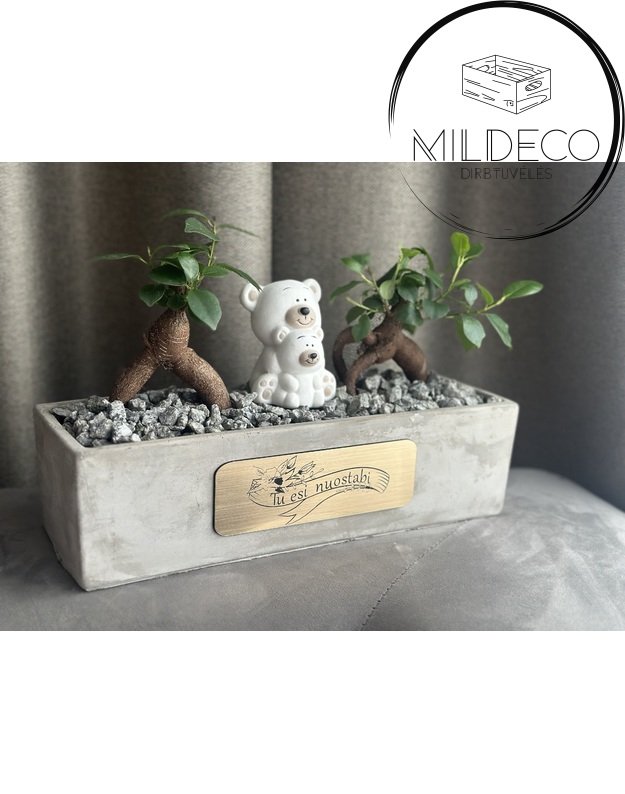 Vazonas kompozicija "Tu esi nuostabi"