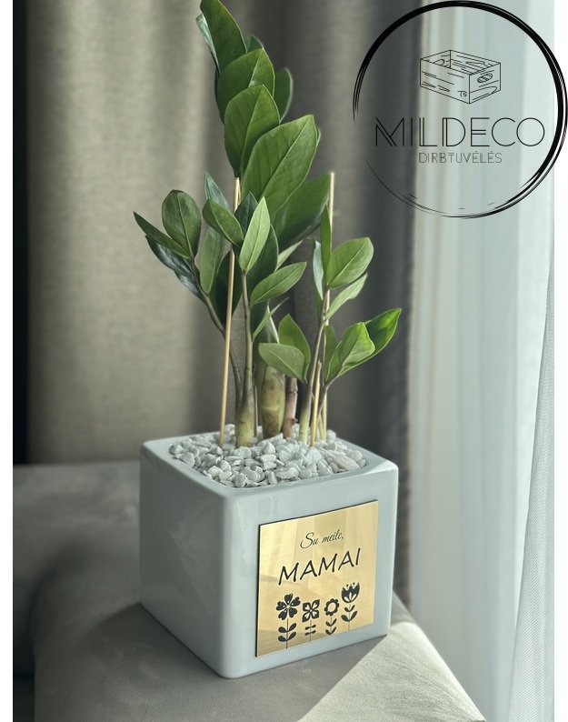  Vazonas su augalu "Pinigų medžiu" 3