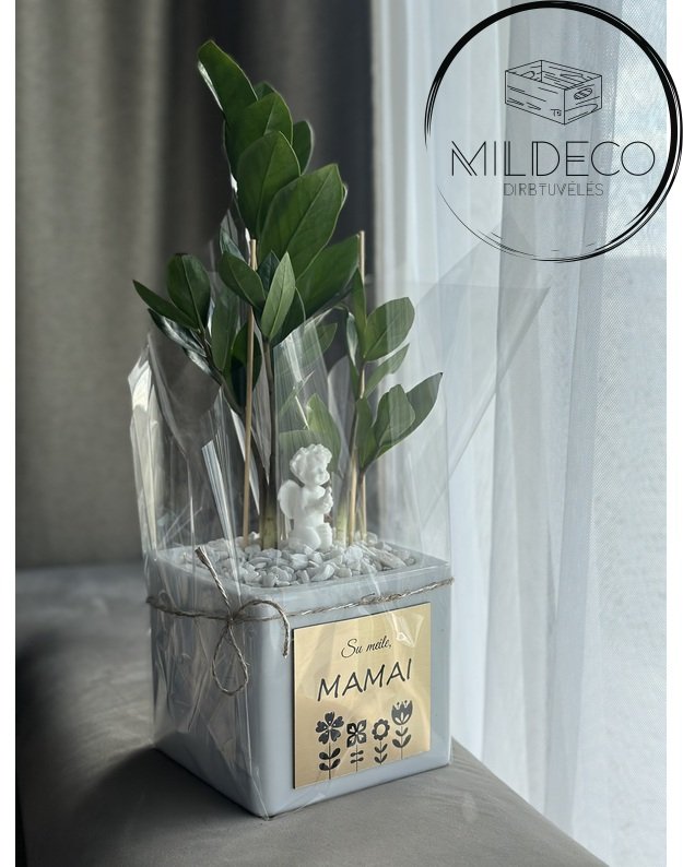  Vazonas su augalu "Pinigų medžiu"