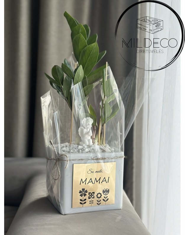  Vazonas su augalu "Pinigų medžiu" 1