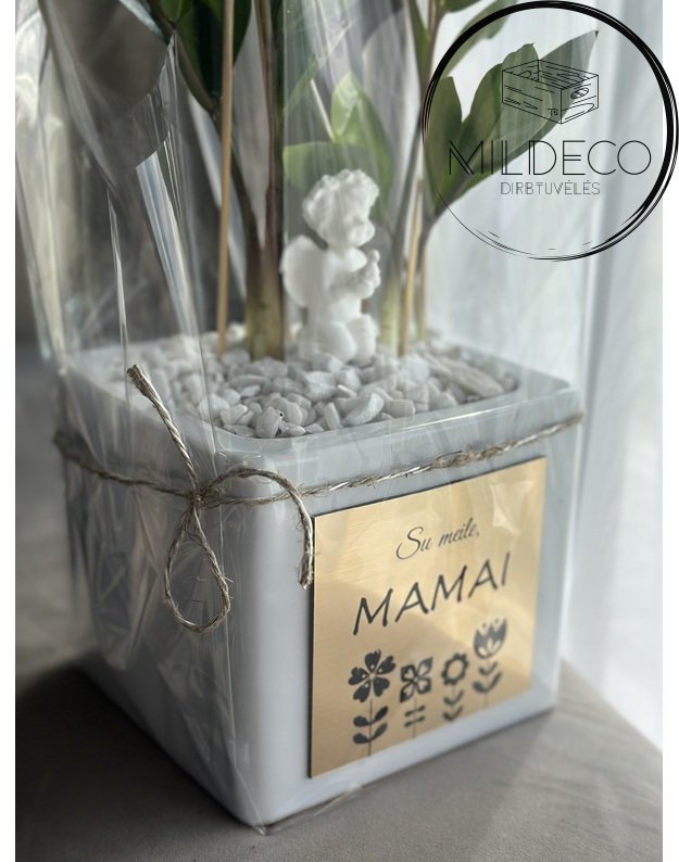  Vazonas su augalu "Pinigų medžiu" 2